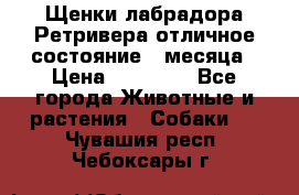 Щенки лабрадора Ретривера отличное состояние 2 месяца › Цена ­ 30 000 - Все города Животные и растения » Собаки   . Чувашия респ.,Чебоксары г.